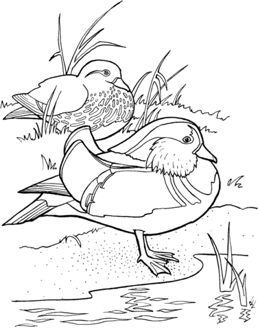 Mandarin ducks coloring page | Super Coloring