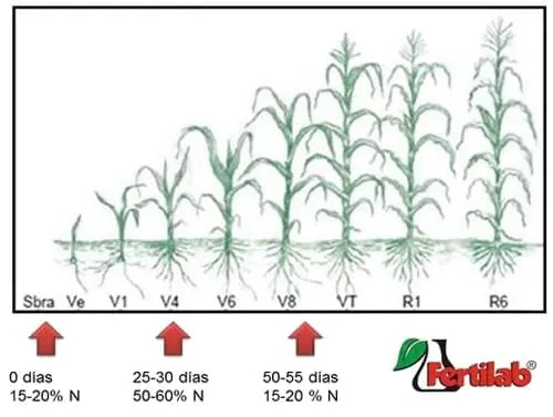 Manejo de Fertilización Nitrogenada - Engormix