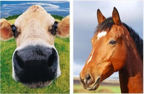 MANEJO DE GRANDES Y PEQUEÑOS ANIMALES: SUMINISTROS DE MEDICAMENTOS ...