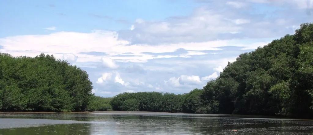 Los manglares. Un nuevo destino en la costa norte del Perú | Punto ...