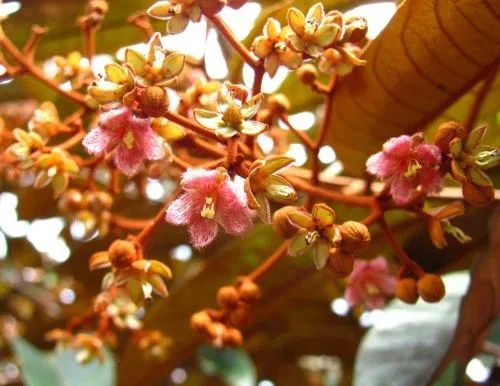 La Manigua - Vismia baccifera Flores del árbol sangregallina....