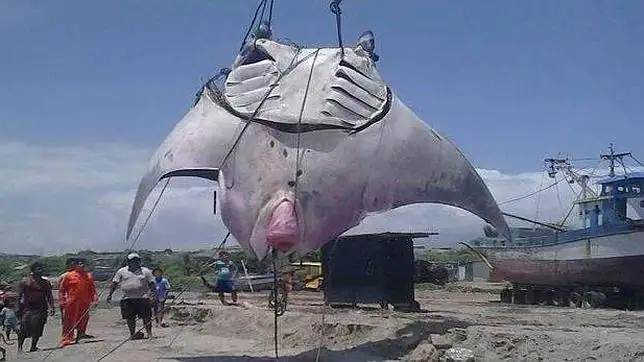 Una mantarraya de 1.000 kilos y ocho metros de largo, capturada en ...