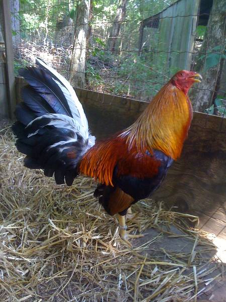 COMO MANTENER UNA RAZA DE GALLOS DE PELEA - Ver Fotos de Gallos de ...