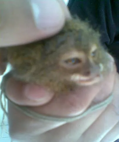 Manual para la identificación de animales silvestres (página 2 ...