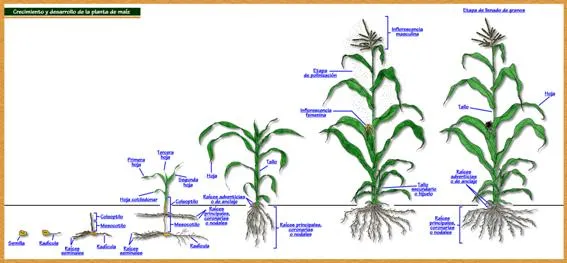 Manual técnico del cultivo de maíz (Zea mays), variedad marginal ...