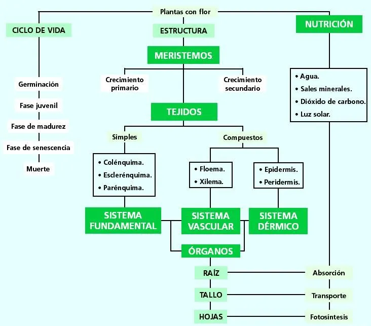 Estructura y función de las plantas - Imagui