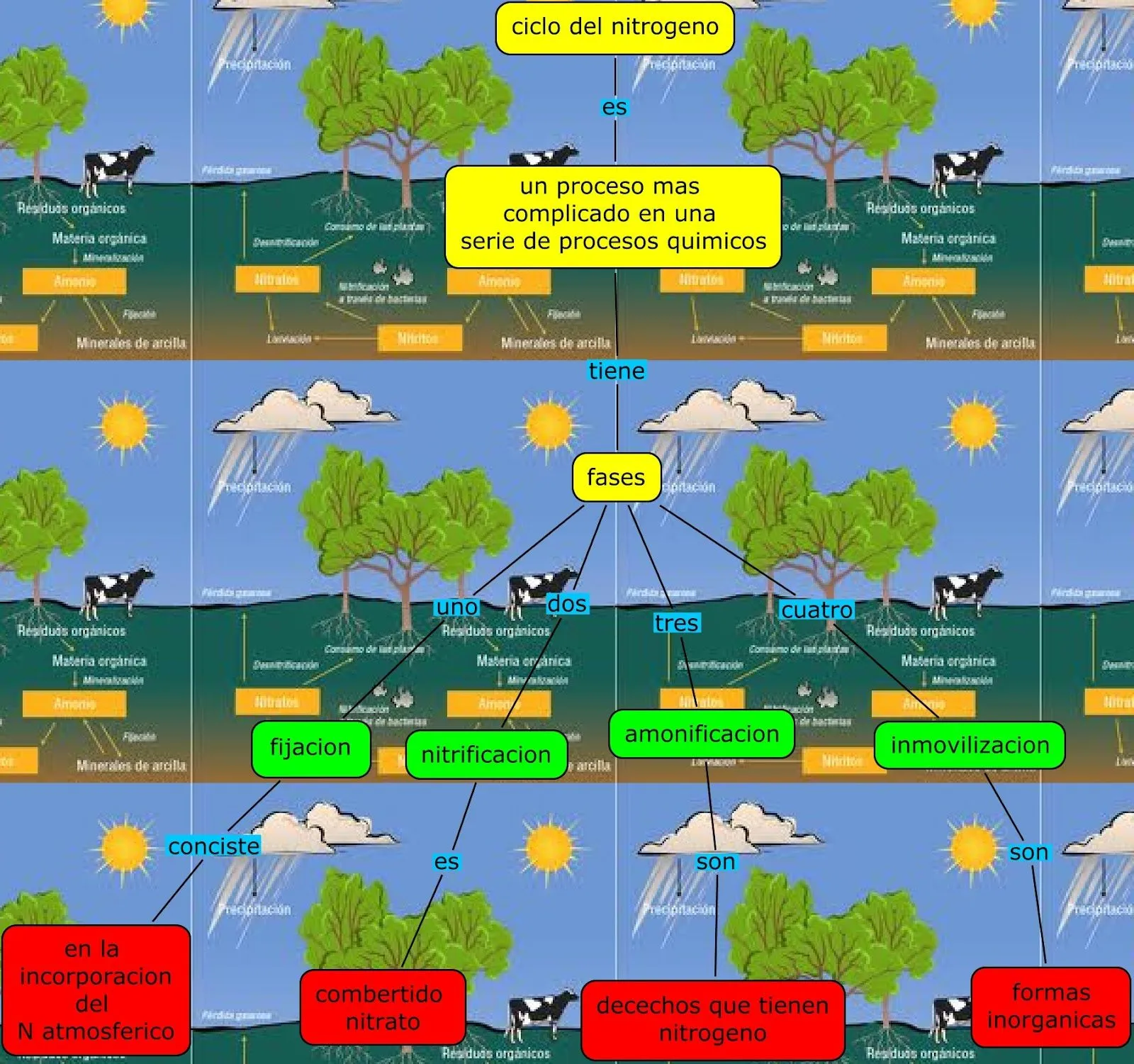 Mapa conceptual del ciclo del nitrógeno | www.