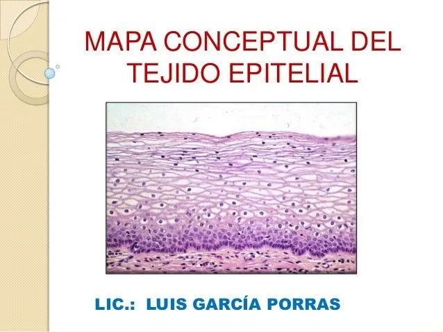 Mapa conceptual del tejido epitelial