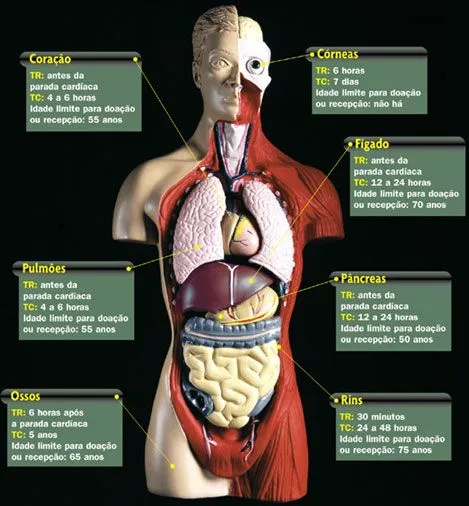 Mapa do corpo humano orgaos - Imagui