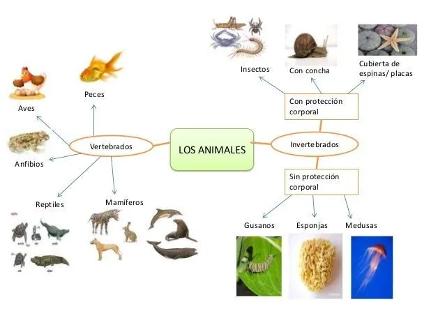 Mapa mental animales