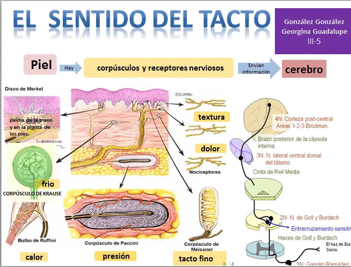 mapa mental El sentido del Tacto 02/12/13 ~ BLOG DE FISIOLOGÍA BASICA