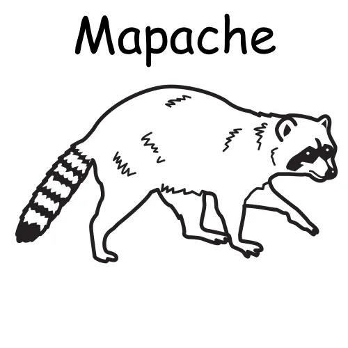 mapache Colouring Pages (page 3)