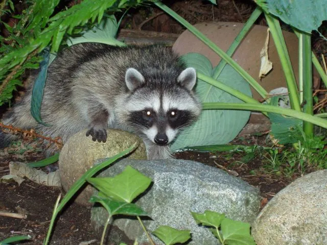 Mapaches | fotos de Granadinos por el mundo