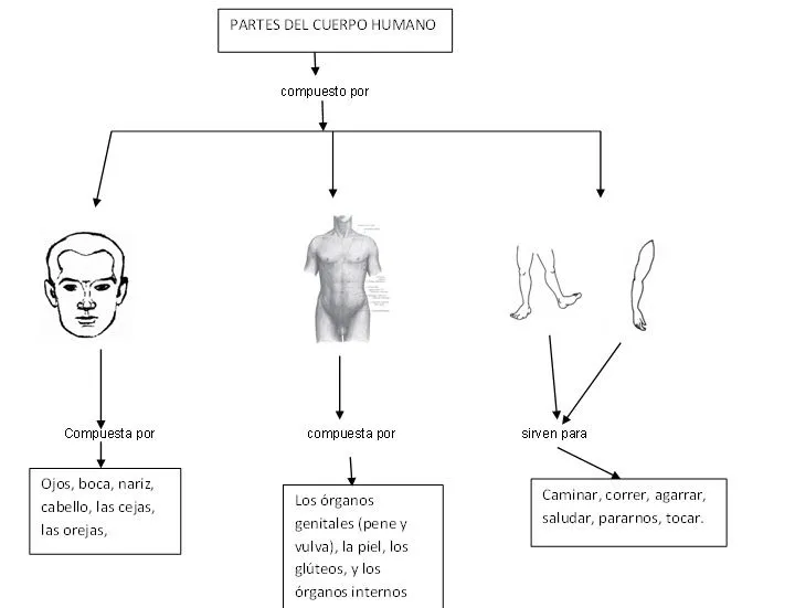 mapas conceptuales: cuerpo humano