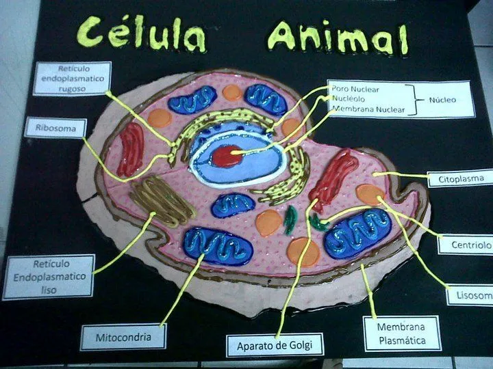 maqueta-celula-animal-en-plastilina.jpg (720×540) | Ciencias ...