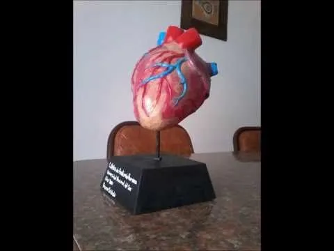 Maqueta Corazón - Anatomía humana [Bruno Sassola] - YouTube