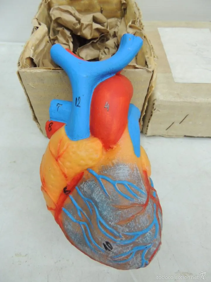 maqueta de corazón humano para estudiantes de m - Comprar ...