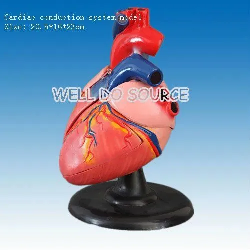 Maqueta de corazon humano - Imagui