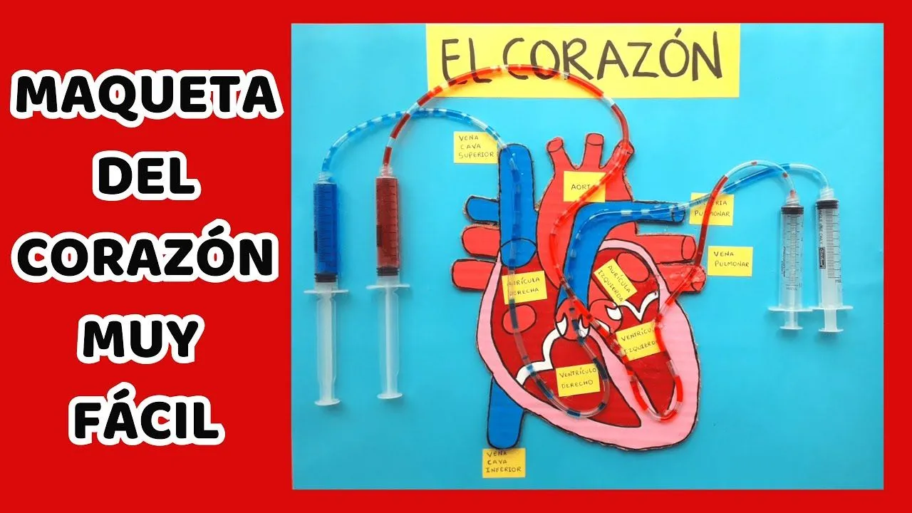 COMO HACER UNA MAQUETA DEL CORAZÓN CON MOVIMIENTO - YouTube