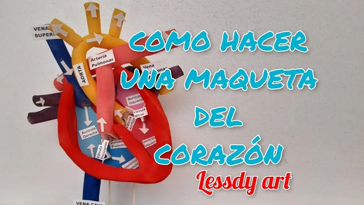 como hacer una maqueta del corazón - YouTube