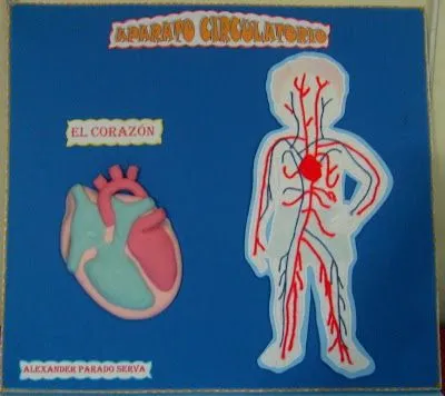 Como hacer una maqueta del sistema circulatorio - Imagui