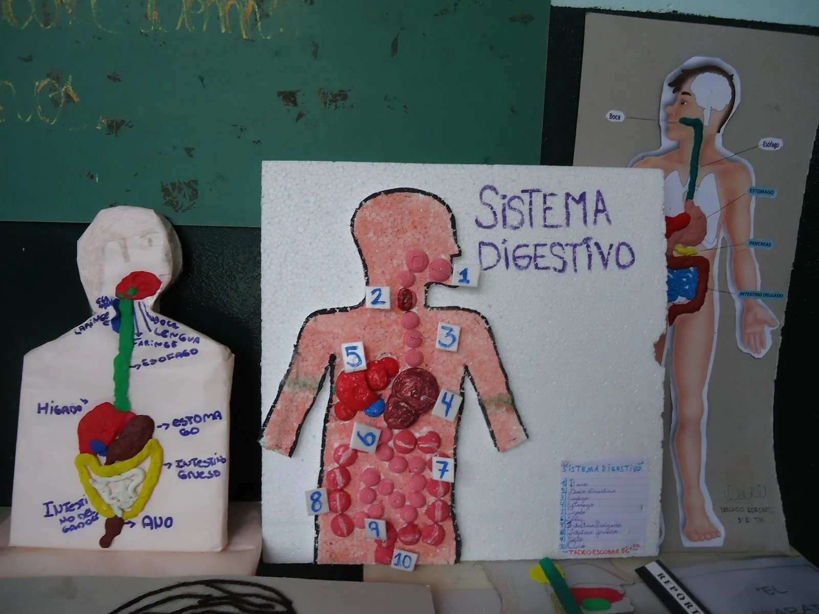 Maqueta sistema digestivo para niños - Imagui