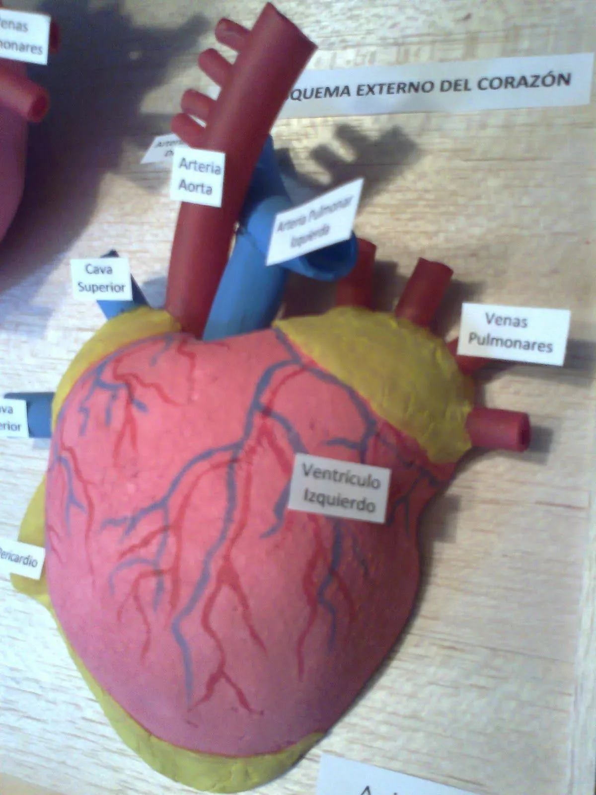 Maquetas y arte: Esquema interno y externo del corazón