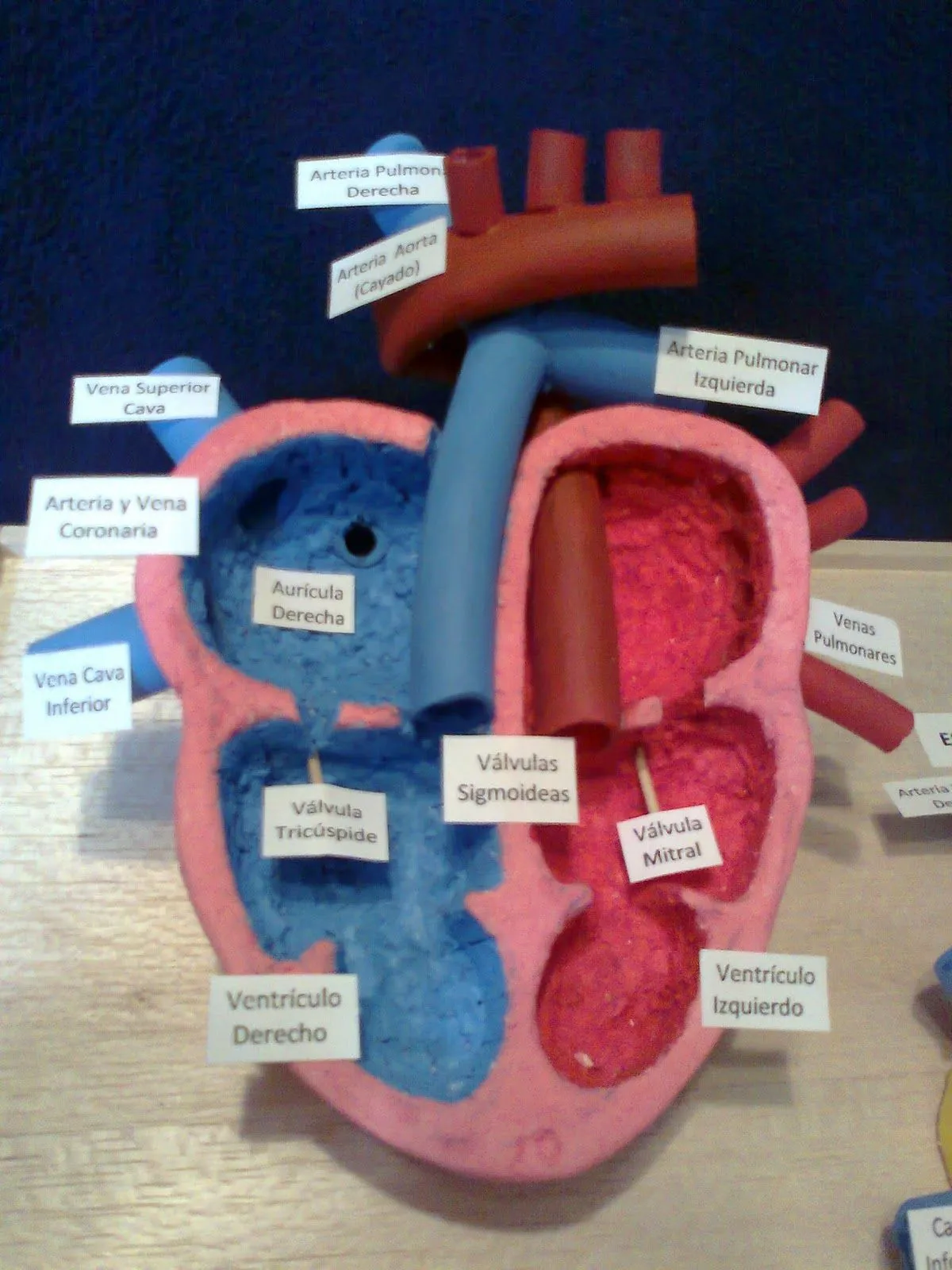 Maquetas y arte: Esquema interno y externo del corazón