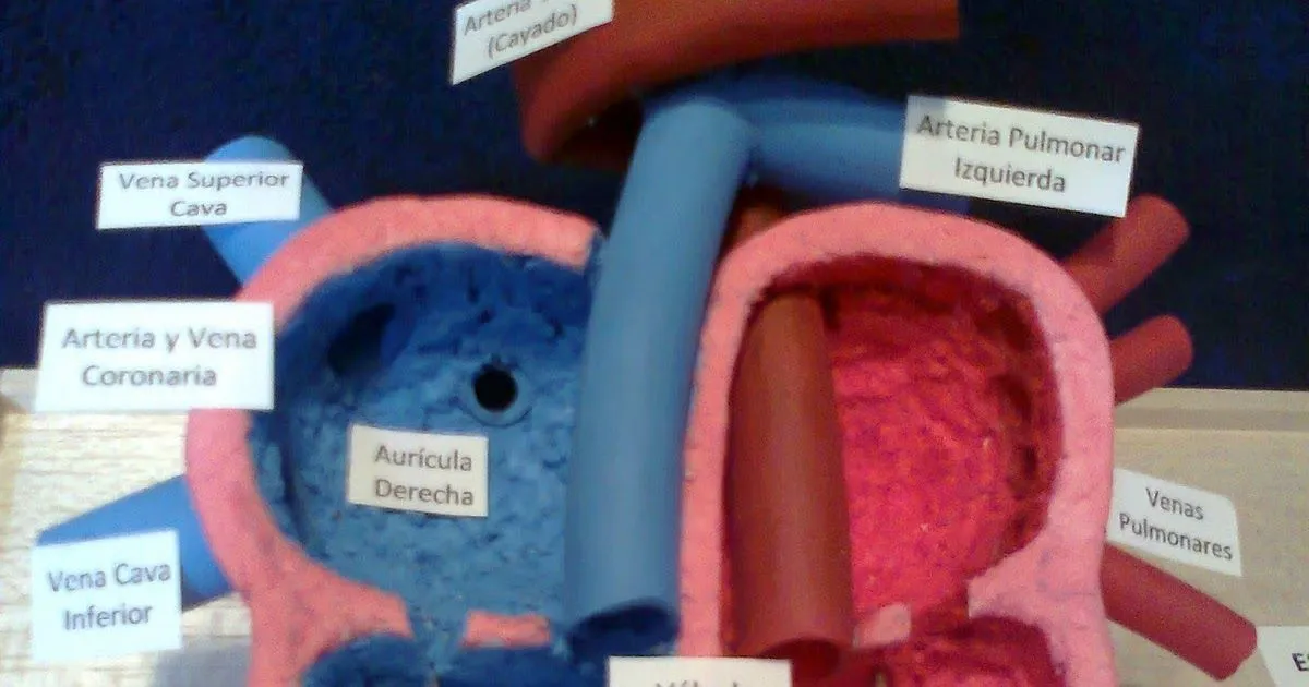 Maquetas y arte: Esquema interno y externo del corazón