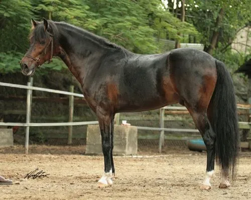 Tres maquinitas | Paso Fino, puro de aquí