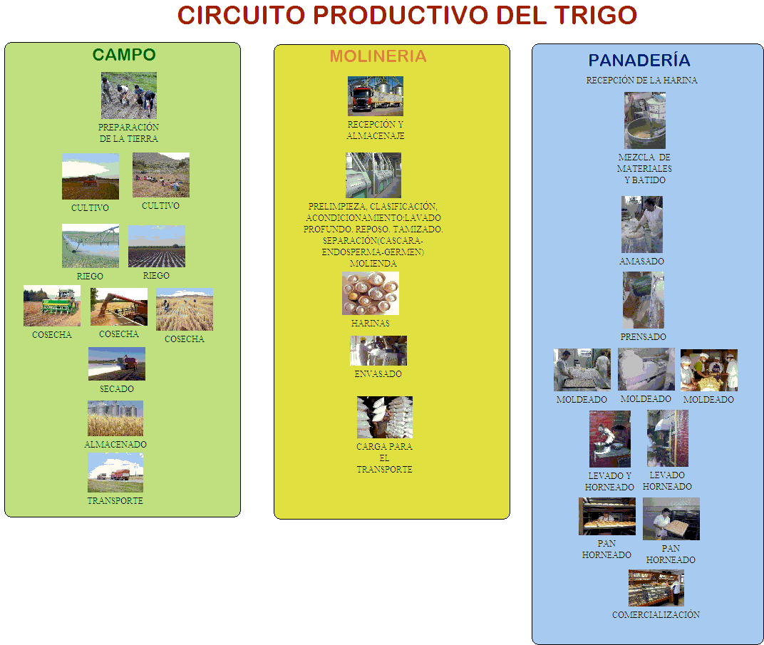 Mar de ideas: ¿Cómo se transforma el trigo en pan?