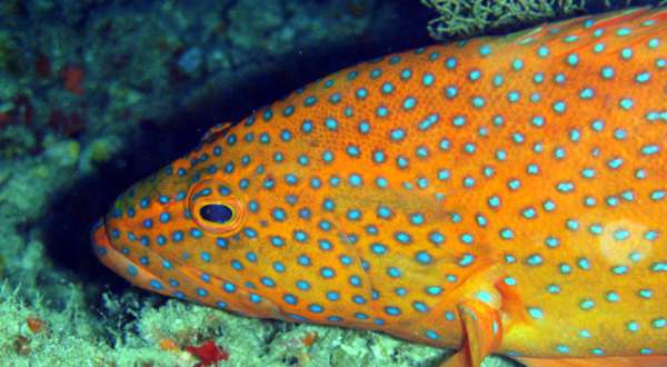 Mar, Vida marina, la edad los peces