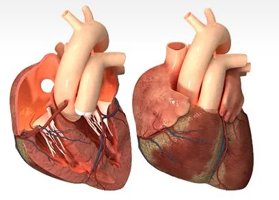 Maravillas del corazon - Taringa!