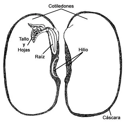 Las Maravillas de las Semillas: Estructura interna de la semilla ...