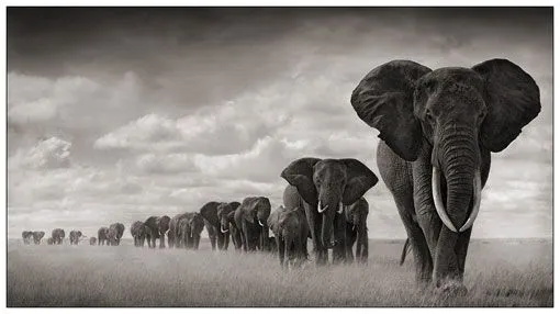 Maravillosas fotografías de animales africanos en blanco y negro ...