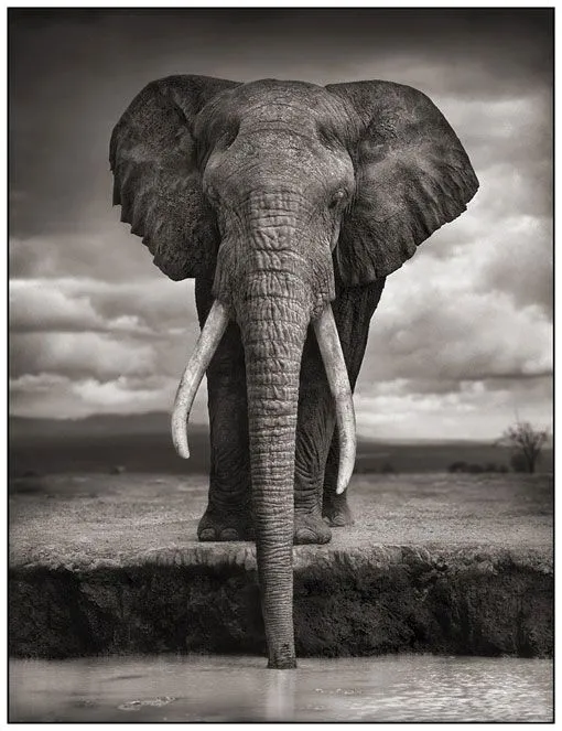 Maravillosas fotografías de animales africanos en blanco y negro ...