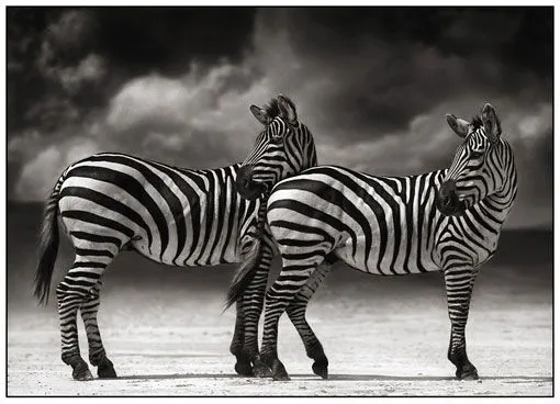 Maravillosas fotografías de animales africanos en blanco y negro ...