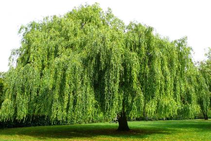 El Maravilloso Árbol Del Sauce Llorón