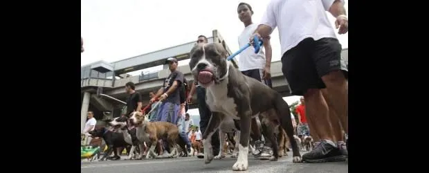 Marcha pacífica de 2.000 perros "bravos"