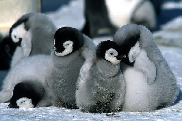 Pinguino emperador bebé - Imagui