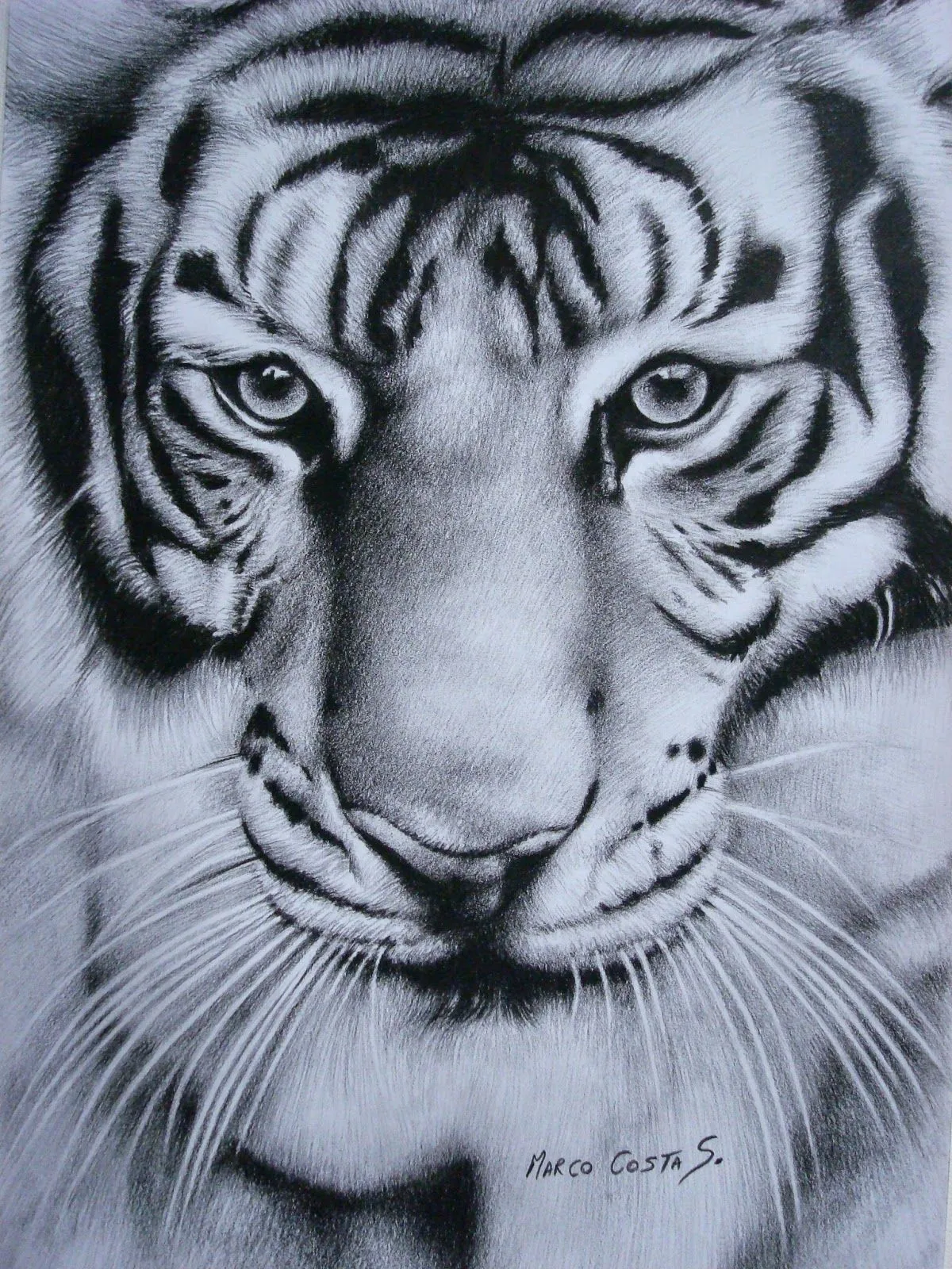 Marco Costa Artista Visual: Dibujo de Tigre de Bengala