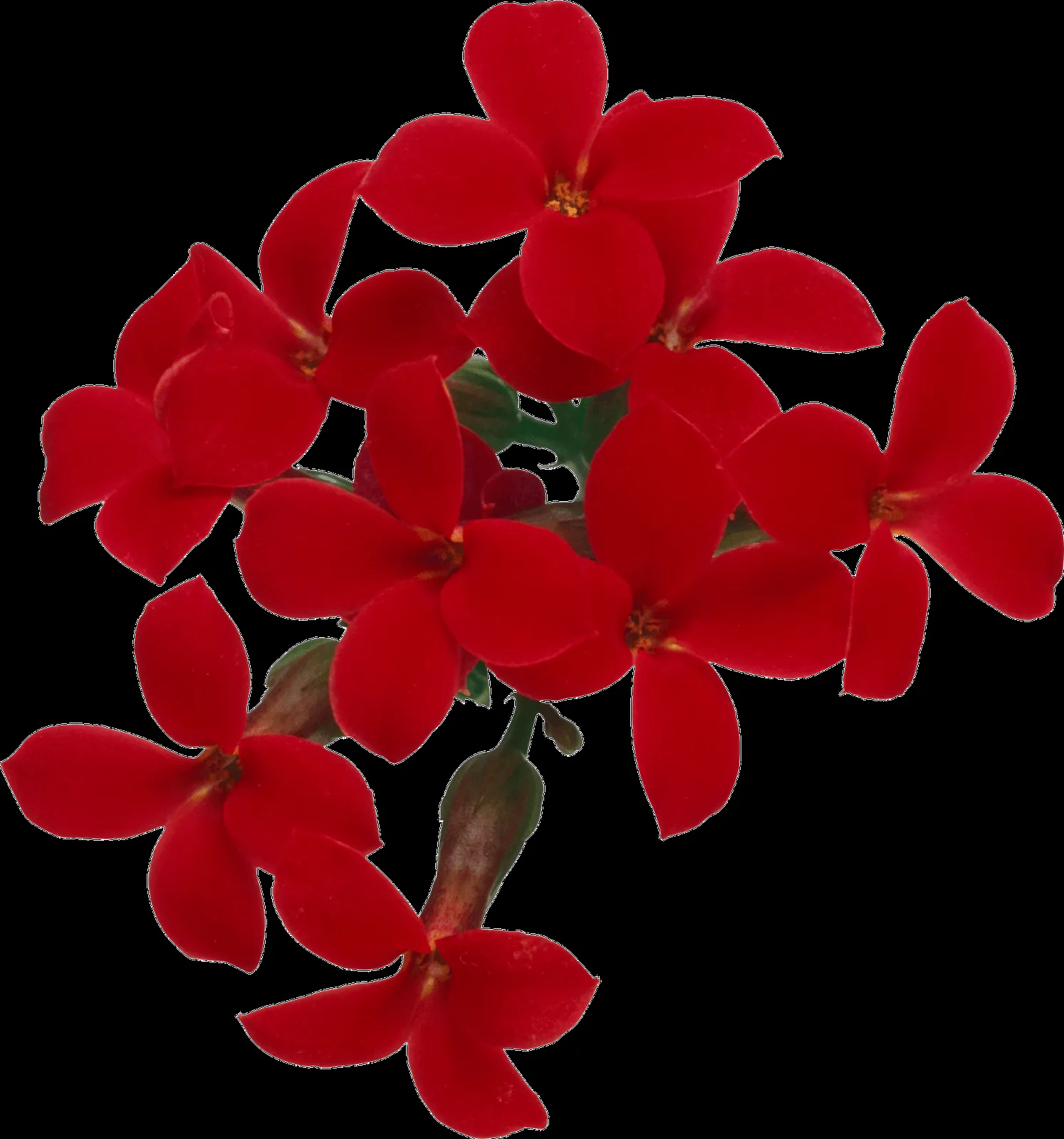 MARCOS GRATIS PARA FOTOS: FLORES PNG, RAMOS, ETC, RENDERS