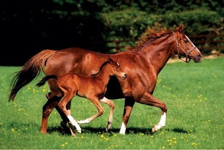 MARE & FOAL - caballos pósters / láminas - Compra en Europosters