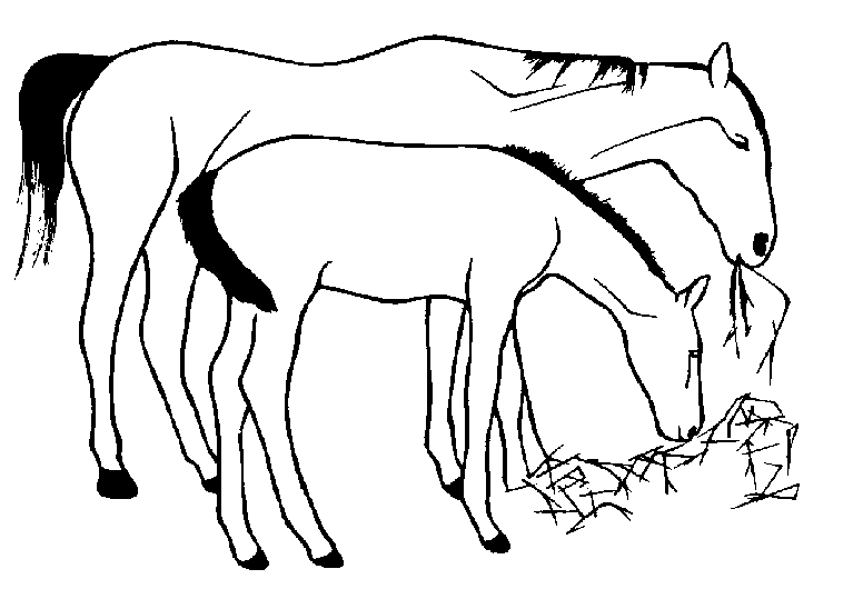 Mares and Foals