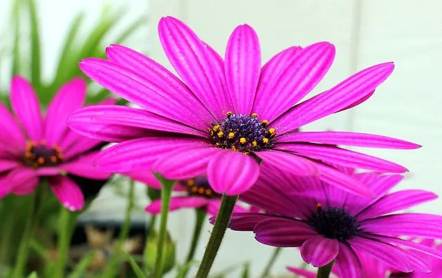 Margarita Morada - Purple Daisy cropped.jpg | Flickr - Photo Sharing!