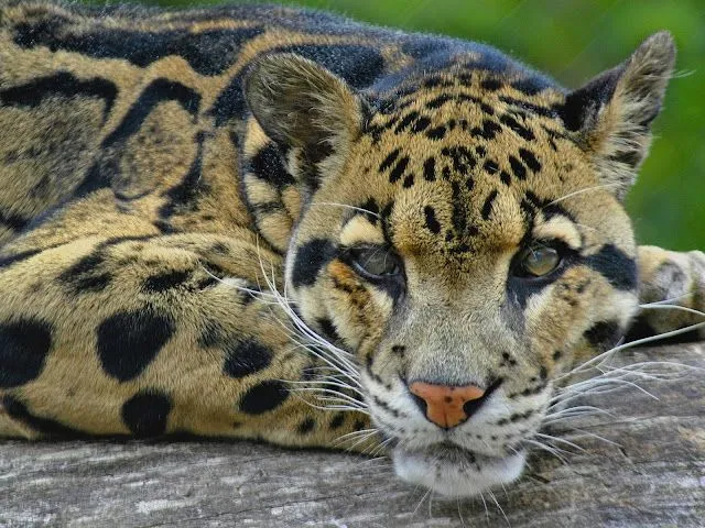 MariaJose: Grandes Felinos