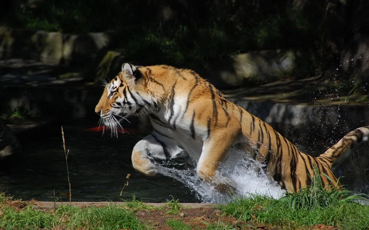 MariaJose: Grandes Felinos