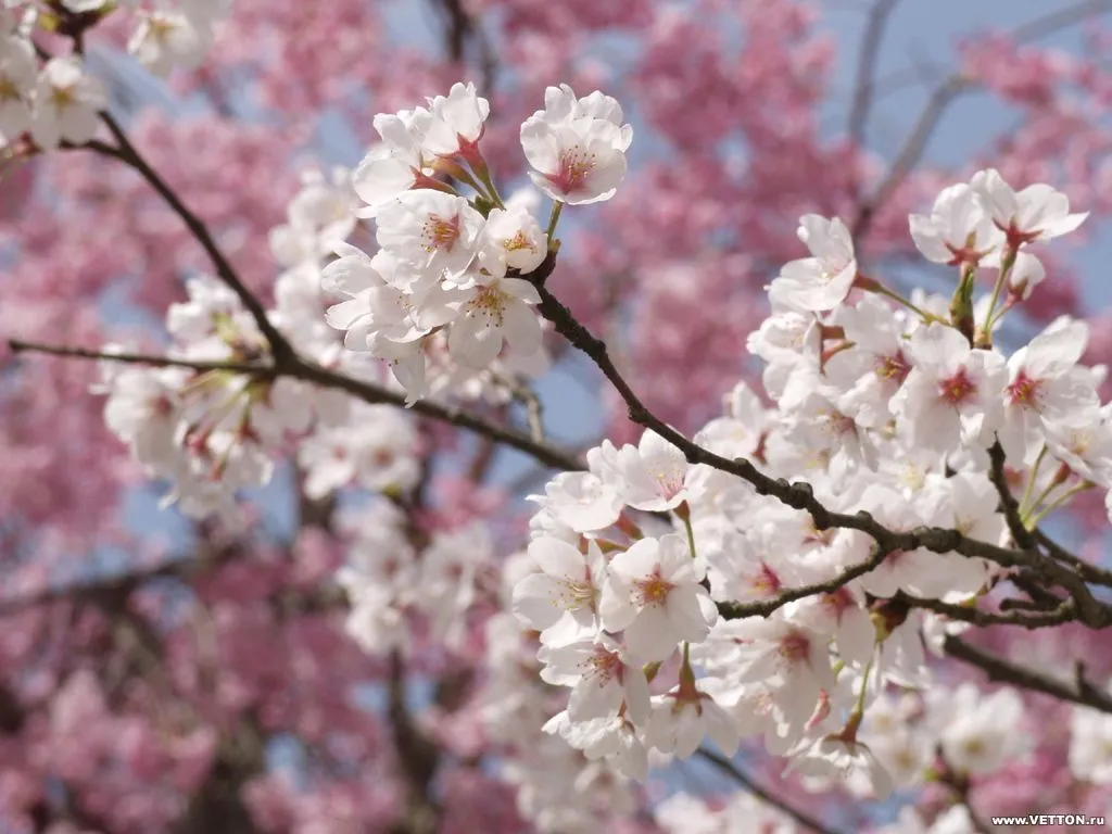 MariaJose: Flores