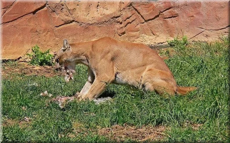 MariaJose: León de montaña