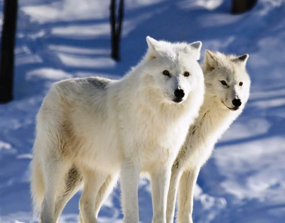 MariaJose: Lobo Artico